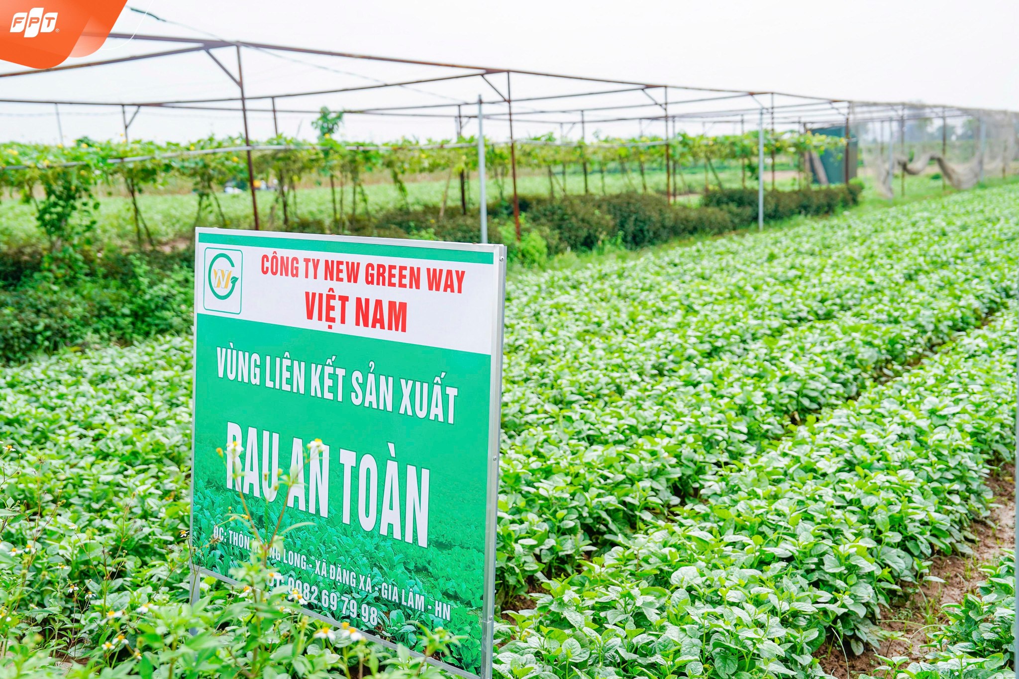 FPT School Hải Phòng Đánh Giá Toàn Diện Nhà Cung Cấp - Đảm Bảo An Toàn Thực Phẩm Trước Năm Học